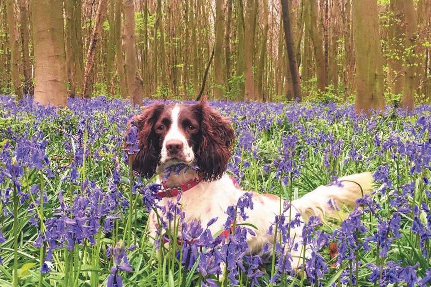 Marc Cananur captured this shot of his springer spaniel Amy posing among bluebells