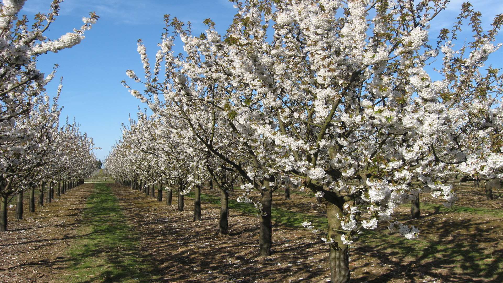 More than 4,000 varieties of fruit trees grow on the farm at Brogdale