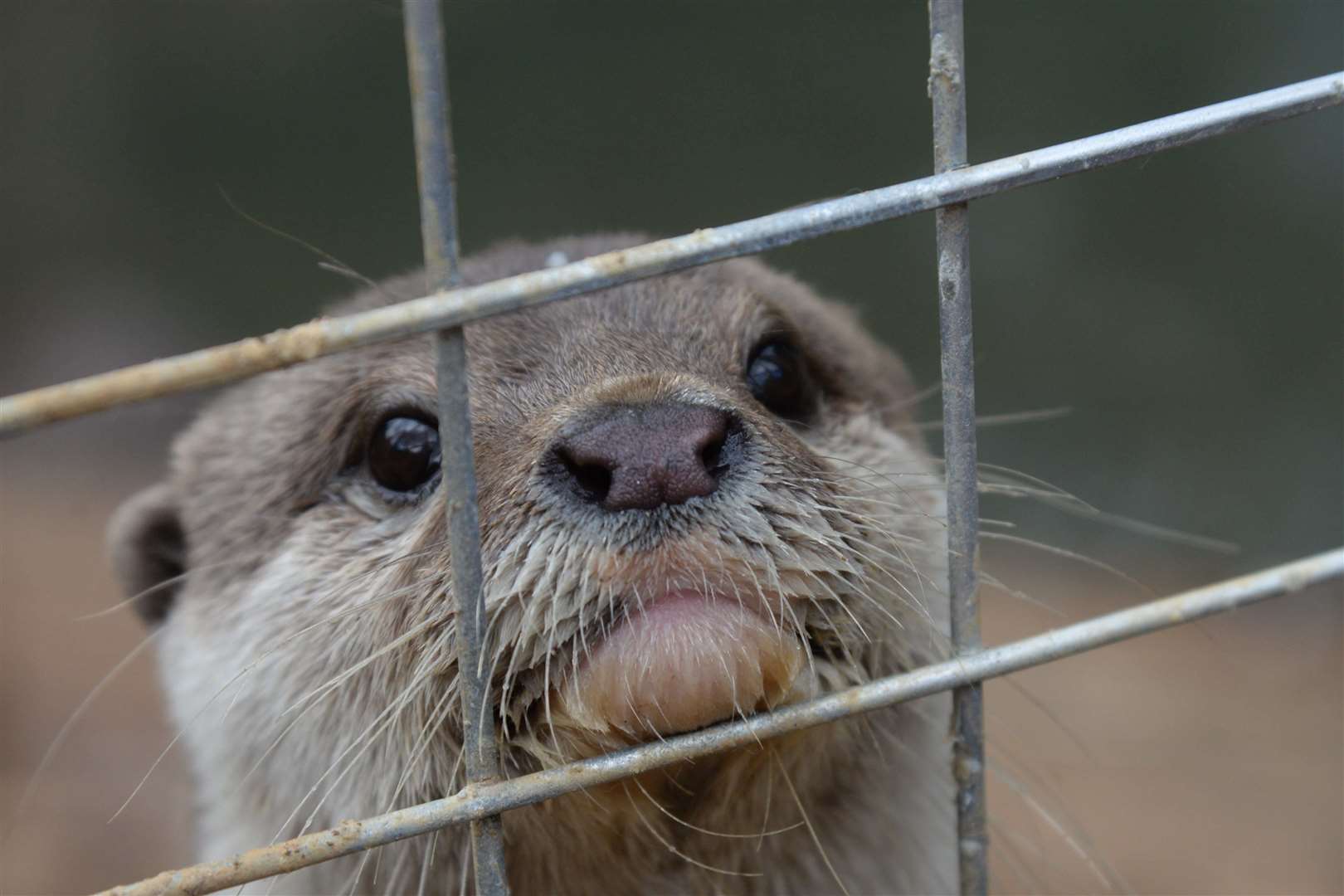 One of the Asian Short Clawed Otters at Hemsley Conservation Centre