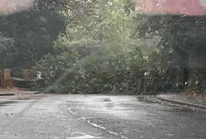 A driver's eye view of the fallen tree