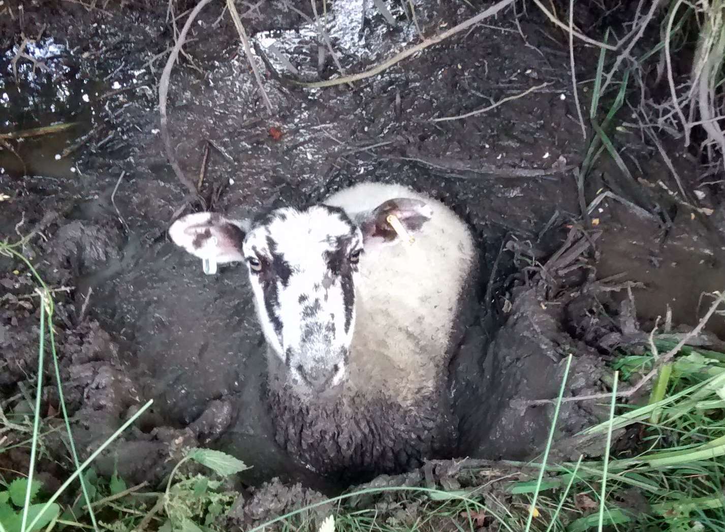 The sheep got stuck in mud up to its shoulders