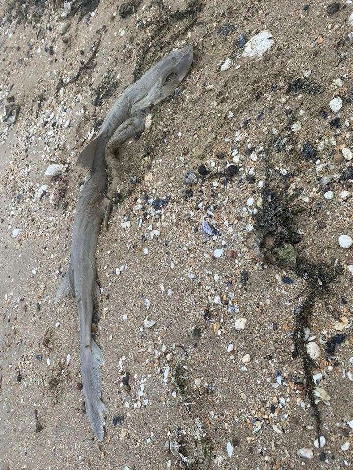 Smooth-hound shark washed up at Westbrook Beach: Courtesy Kayla Fuller