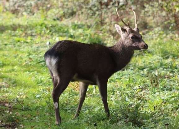 The deer was initially spotted in Bredhurst Woods, but was also seen in Marshall Road, Rainham. Credit: Christine Booth