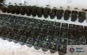 More than 200 plants in various stages of growth were discovered