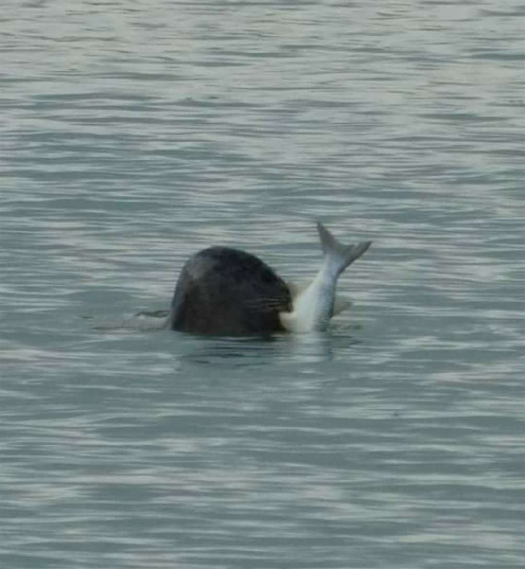 The seal was spotted in the River Medway near Rainham with a fish in its mouth. Picture: Kay Breden