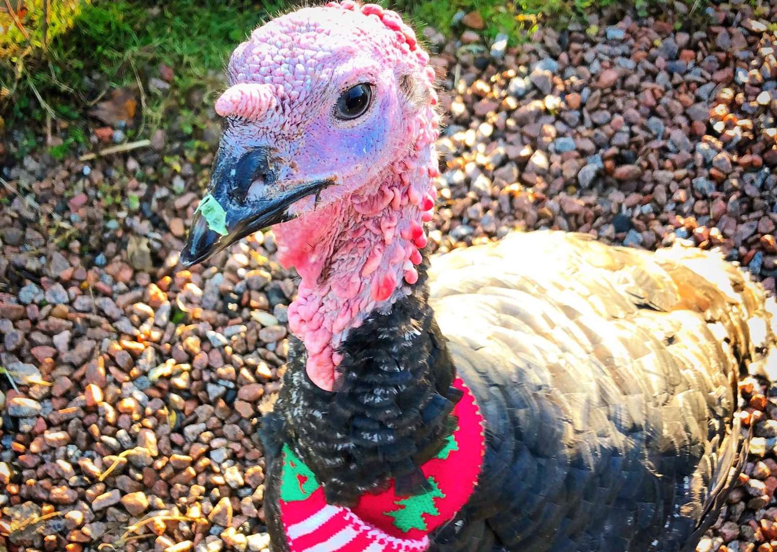 One of the turkeys saved from the Christmas chop