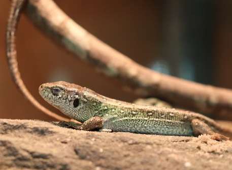 The Wildwood Trust is looking after four sand lizards