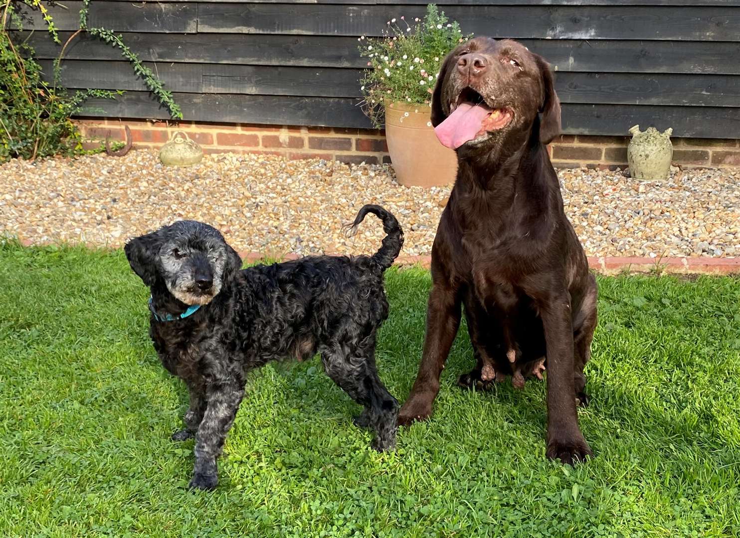 Male toy poodle William and female chocolate Labrador Poppy have made a miraculous recovery and are ready to find a new home