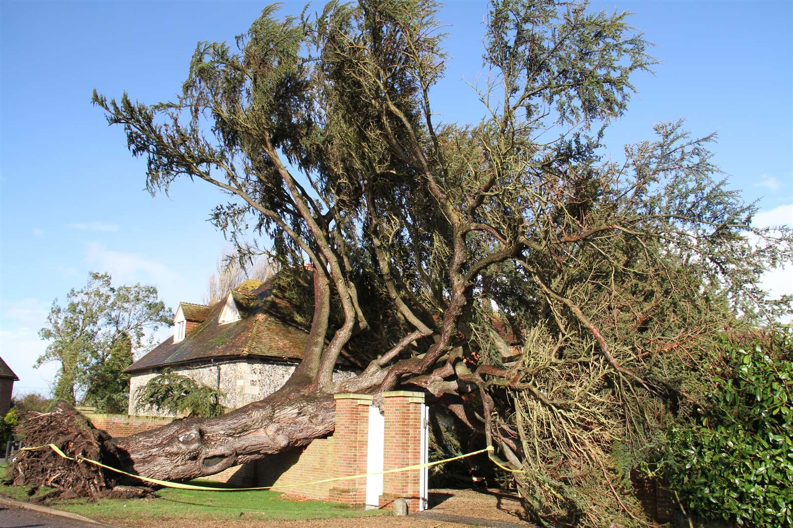 The soft ground has caused a giant cedar tree to fall in Ickham