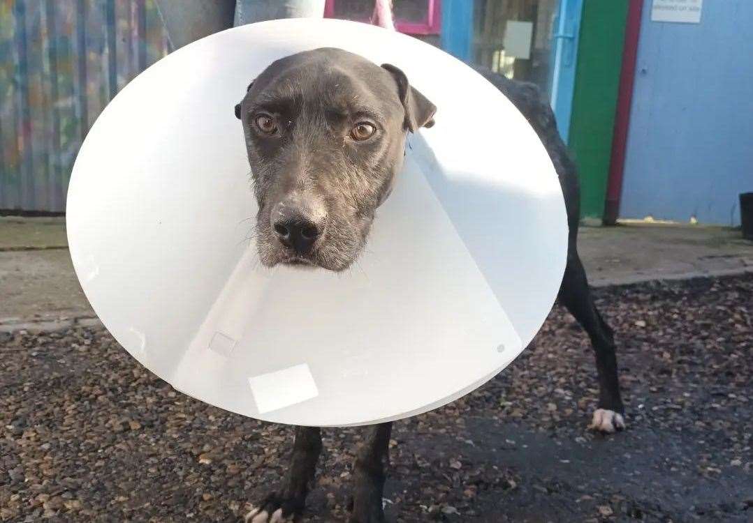 Clancy in the 'cone of shame'. Picture: SBC