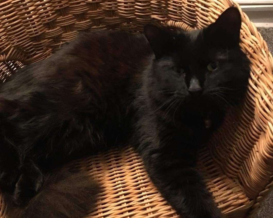 Penny is among the cats still missing in Seasalter