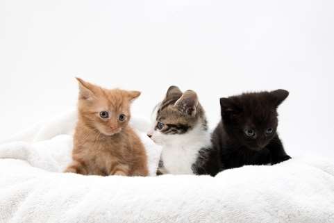 Pudding, Niall and Brenda are looking for new homes