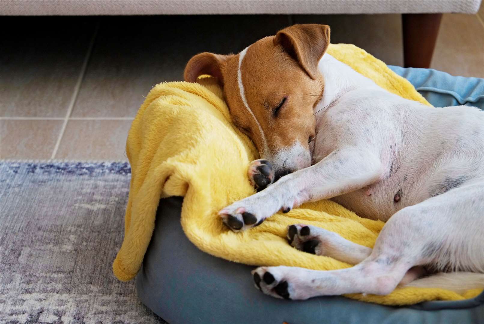 Advice includes making more than one visit before taking the puppy home. Image: iStock.
