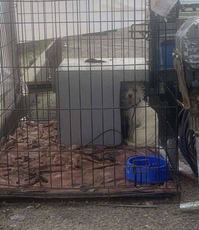 The dog was seen in a cage surrounded by faeces