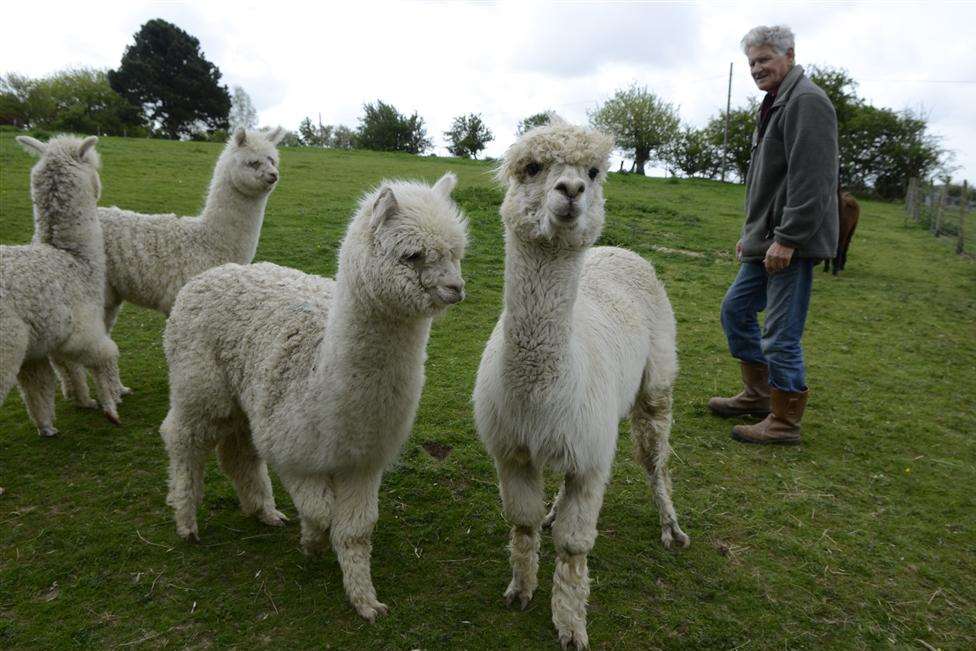 Robert Reeve with hs remaining alpacas