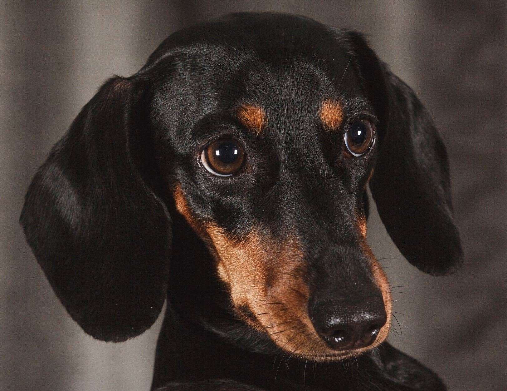 A Dachshund. Picture: Pixabay