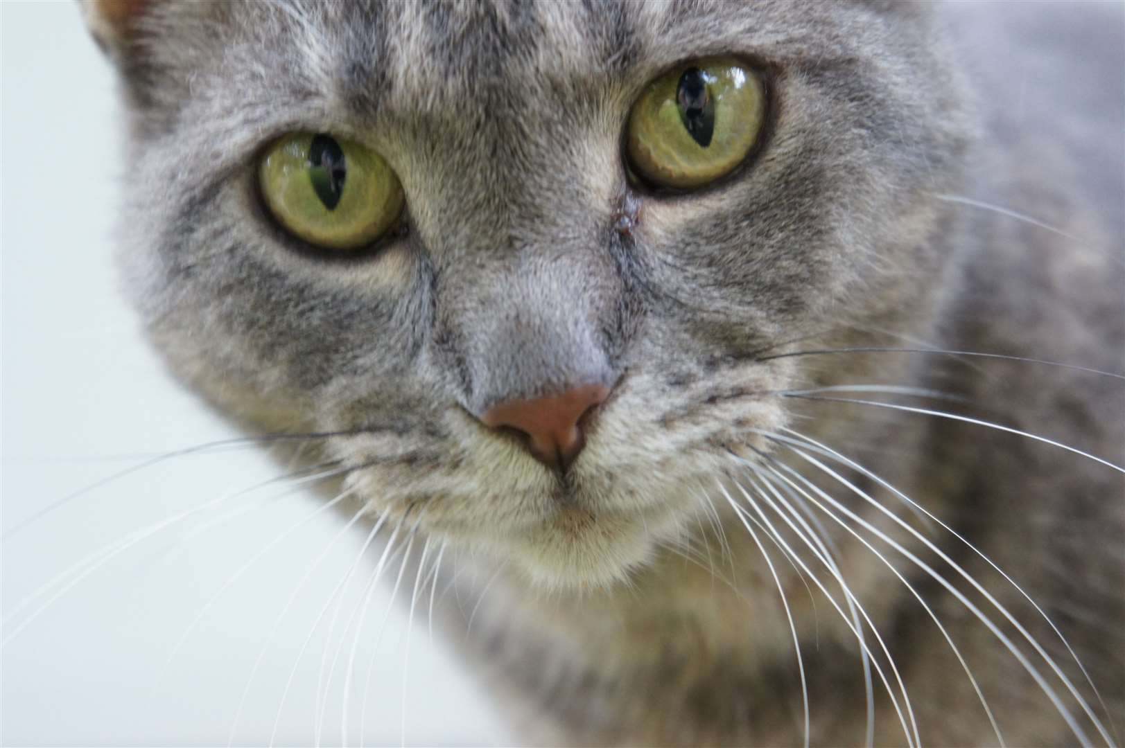 A grey tabby cat. Credit: Wikimedia SportsandHistoryReader521