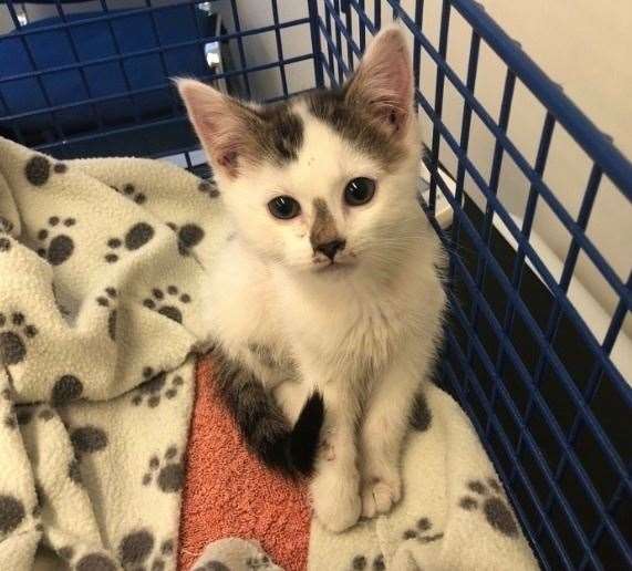 Cabbage the kitten was left outside a vet's. Photo: RSPCA
