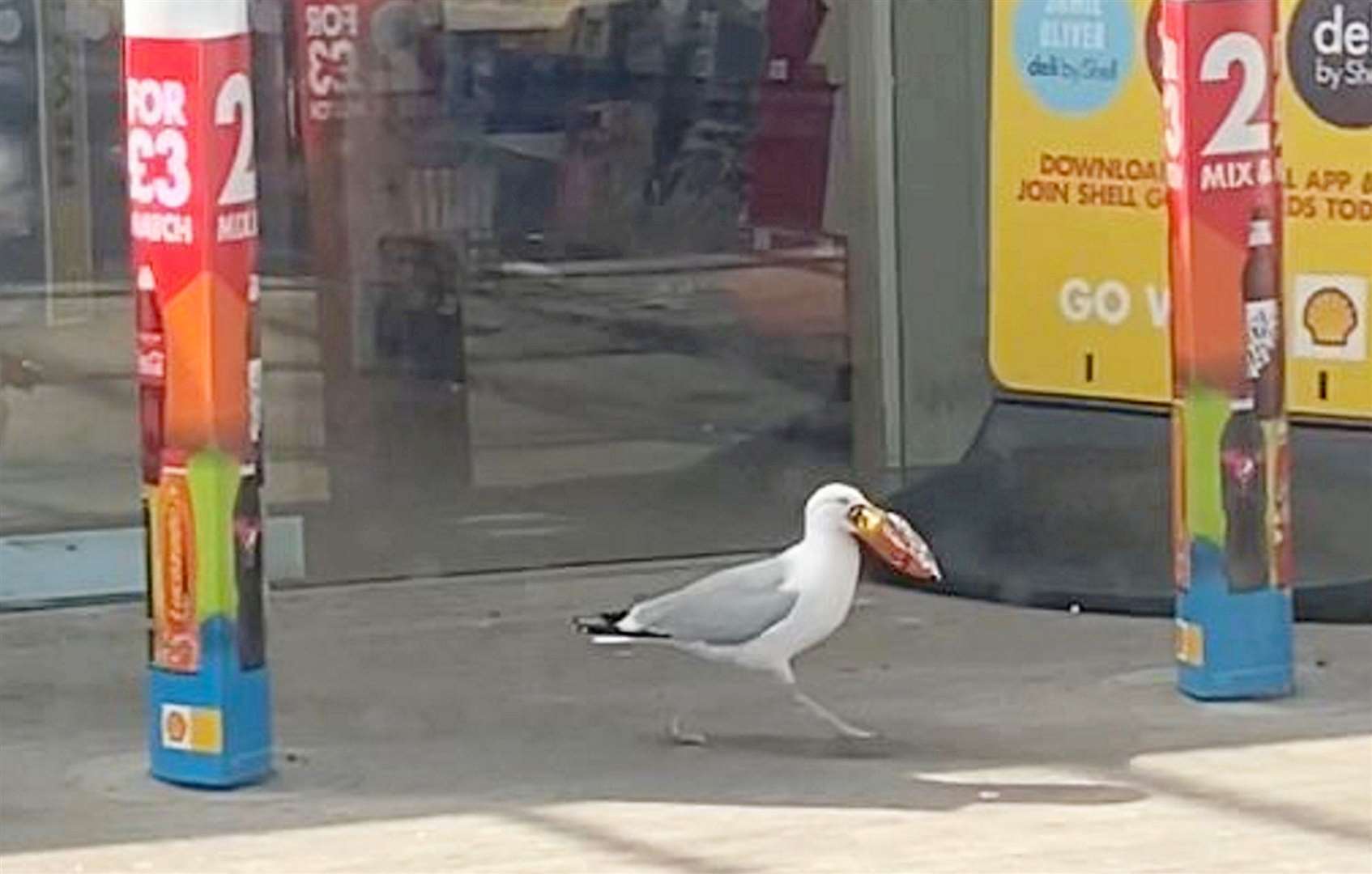 The cheeky seagull helped himself to a packet of crisps. Picture: Kirsty Fattore
