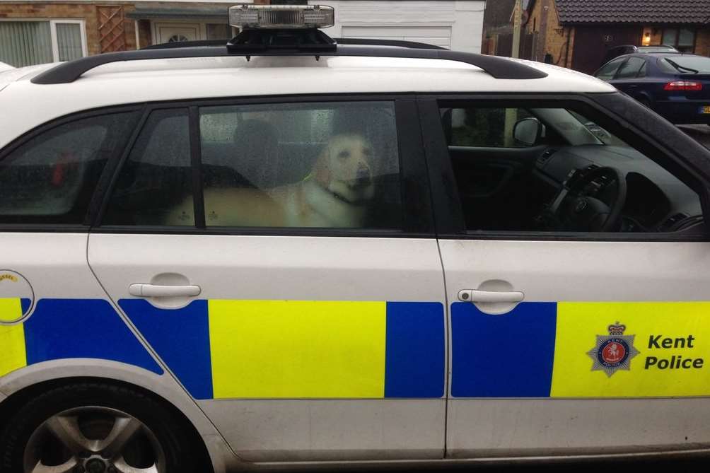 Police took the dog home to his owners. Pic: KentPoliceAshford