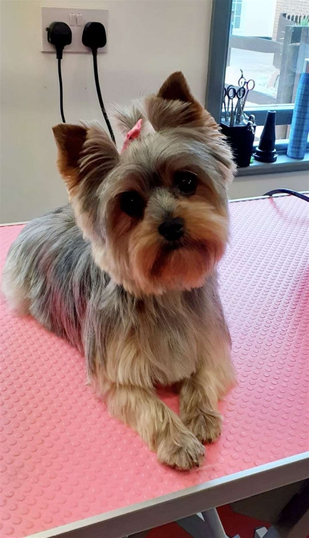 Boo is a two-year-old Yorkshire terrier
