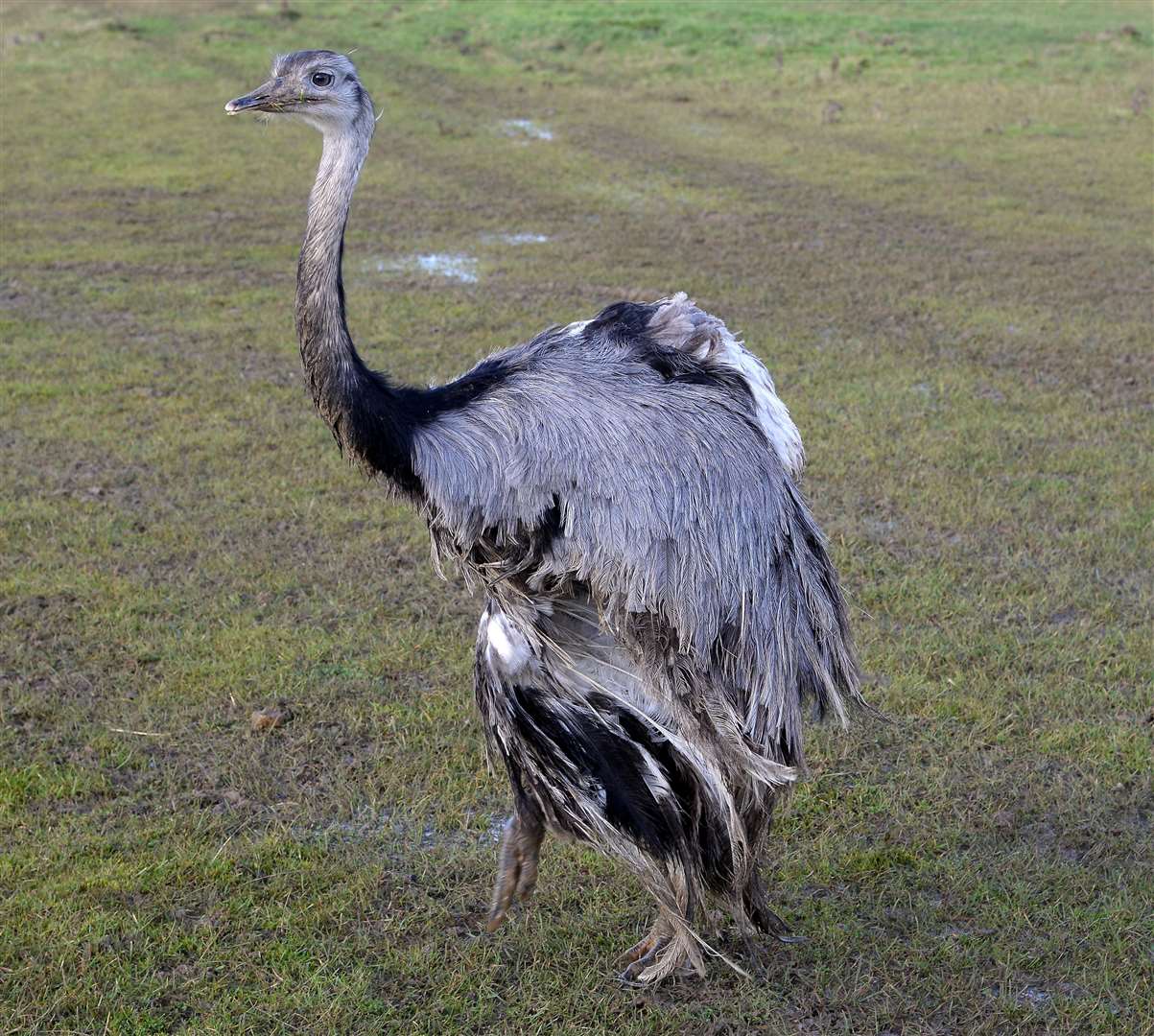 Rheas can grow to 170cm tall and run at speeds of 40mph. Archive picture