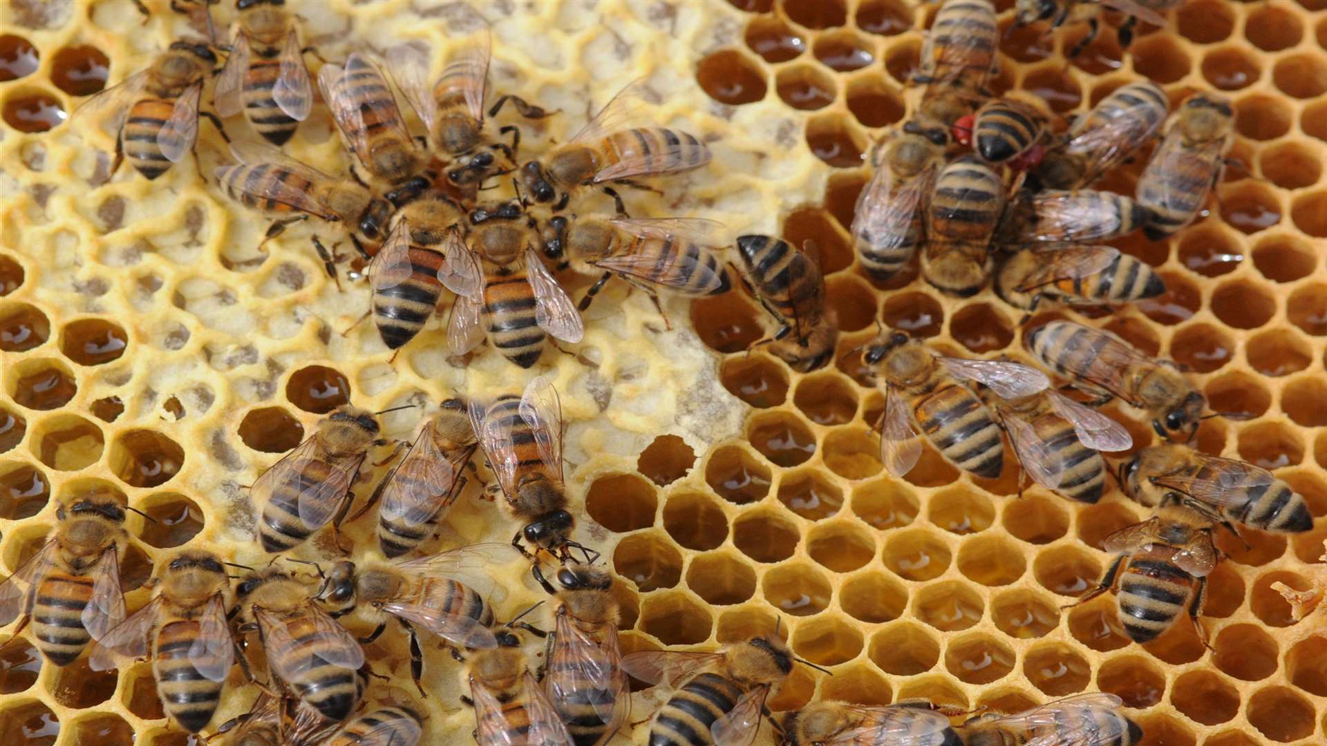 Kent Bee Keepers' Association is based at Highland Cort Farm