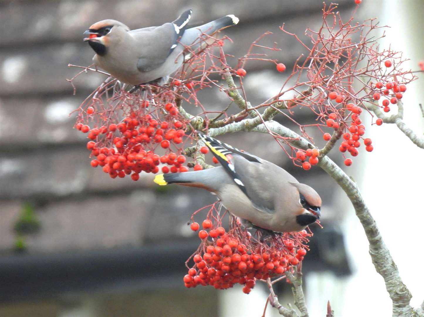 Sometimes over 20 waxwings have been spotted on one tree. Photo Tim Ballard