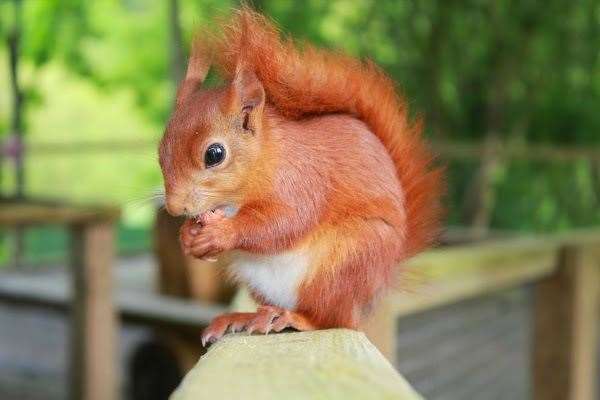 Stock picture of a red squirrel at Wildwood. Picture: Wildwood Trust
