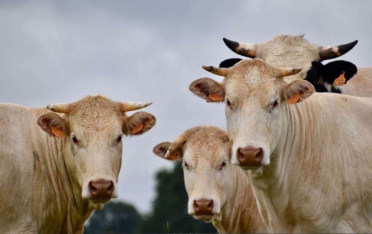 Mr Lyaff was 'attacked' by a herd of cows. Stock picture
