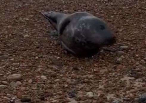 It is common for seals to appear on the Kent coast