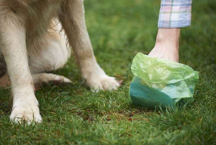Owners are being urged to pick up their dog's poo. Picture: iStock