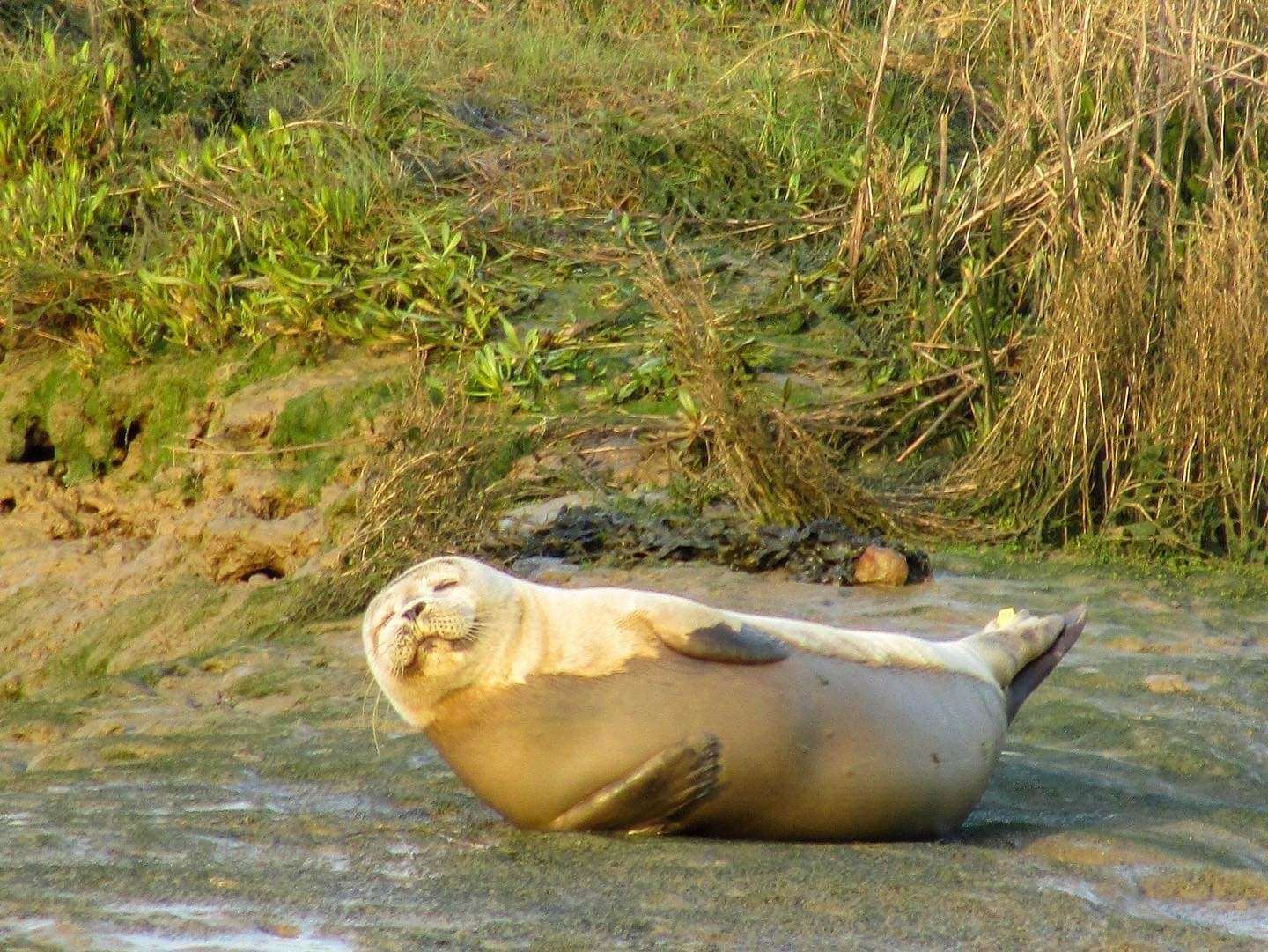A seal sunbathing on Faversham Creek outside The Shipwright's Arms Picture: Mike Rogers