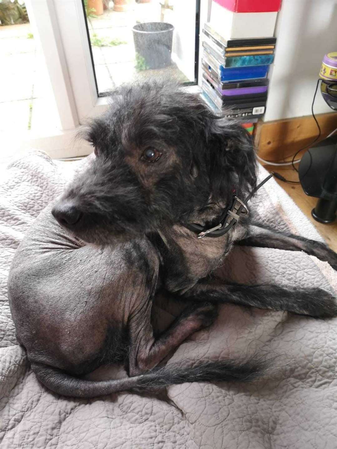A stray dog, who has been named Billy, is receiving the right care after being found collapsed at the side of the road on Sheppey (18311216)