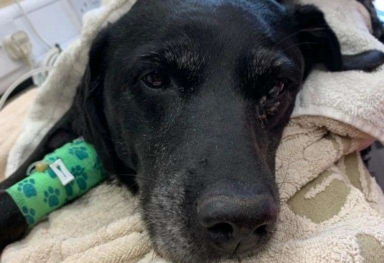 Bonnie, an elderly stray Labrador, was put down after being found in Sittingbourne last year