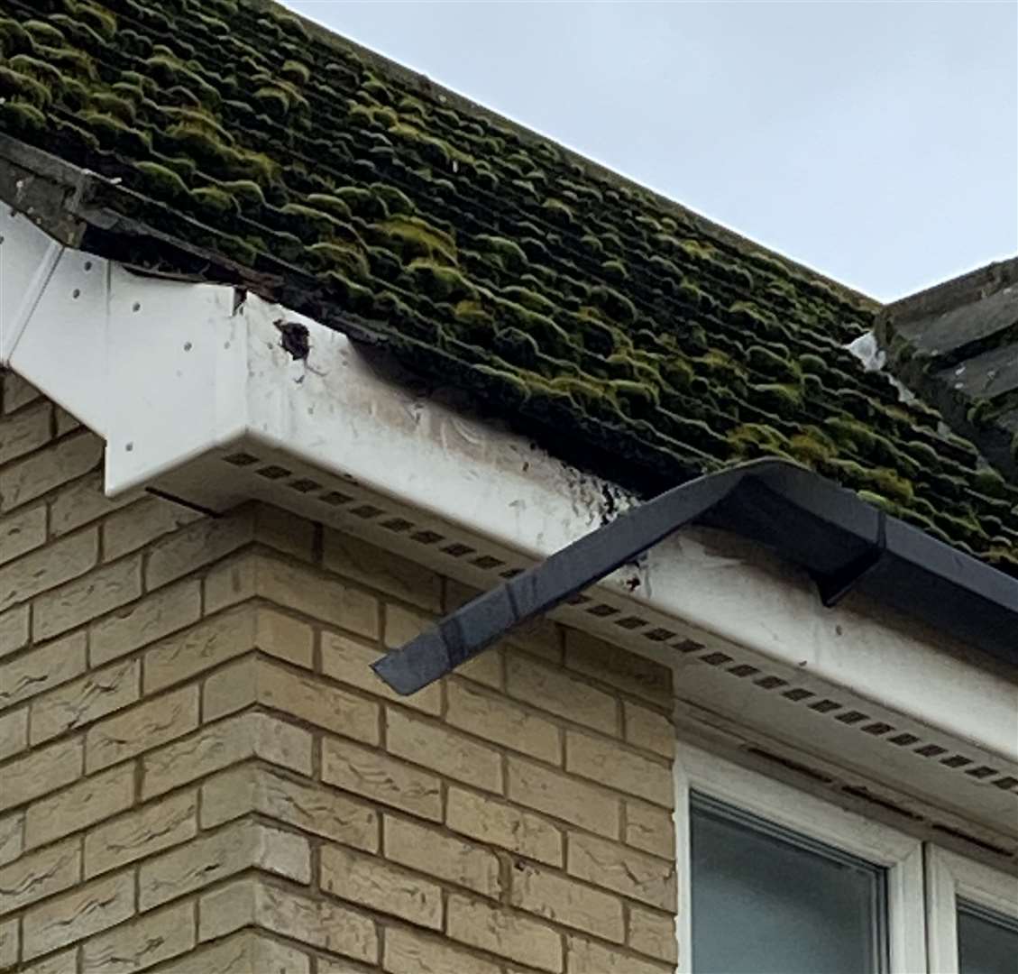 A house opposite the tree sustained damage to its roof. Photo: Stella Twomey