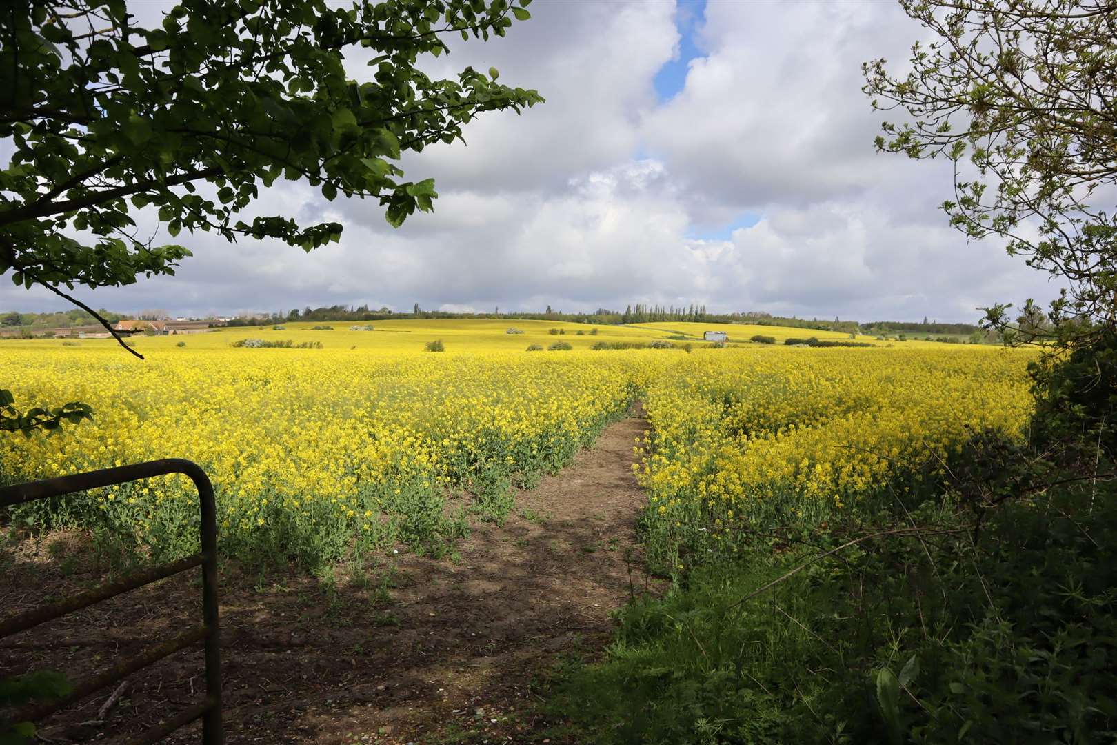 Rape seed at Eastchurch on the sun-kissed Isle of Sheppey today (Friday) before the storm clouds arrived. Picture: John Nurden