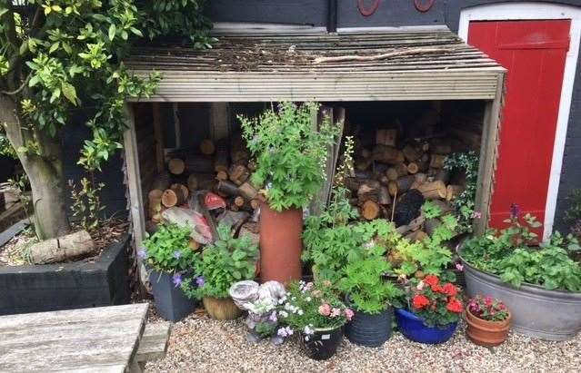 Not needed during the summer, the log store is currently dominated by some lovely summer planting