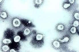 The virus originates from an unknown animal