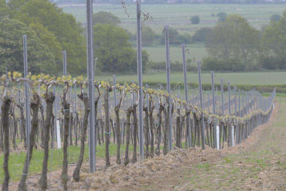 Vines at Gusbourne vineyard near Appledore