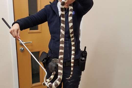 The RSPCA believe it may be a Kingsnake. Pic: RSPCA