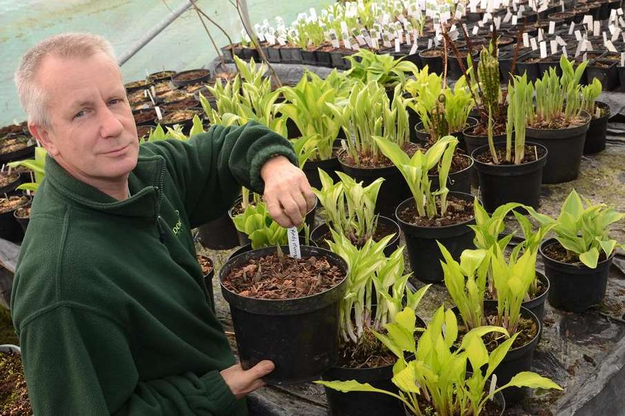 Paul Harris, of Brookfield Plants, will reveal the flowering plantain lily to the world