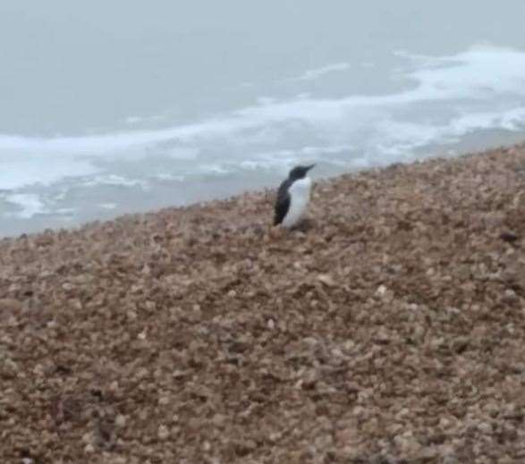 Another of the penguin look-a-likes was seen on Folkestone beach in 2021. Picture: Donna Nettleship