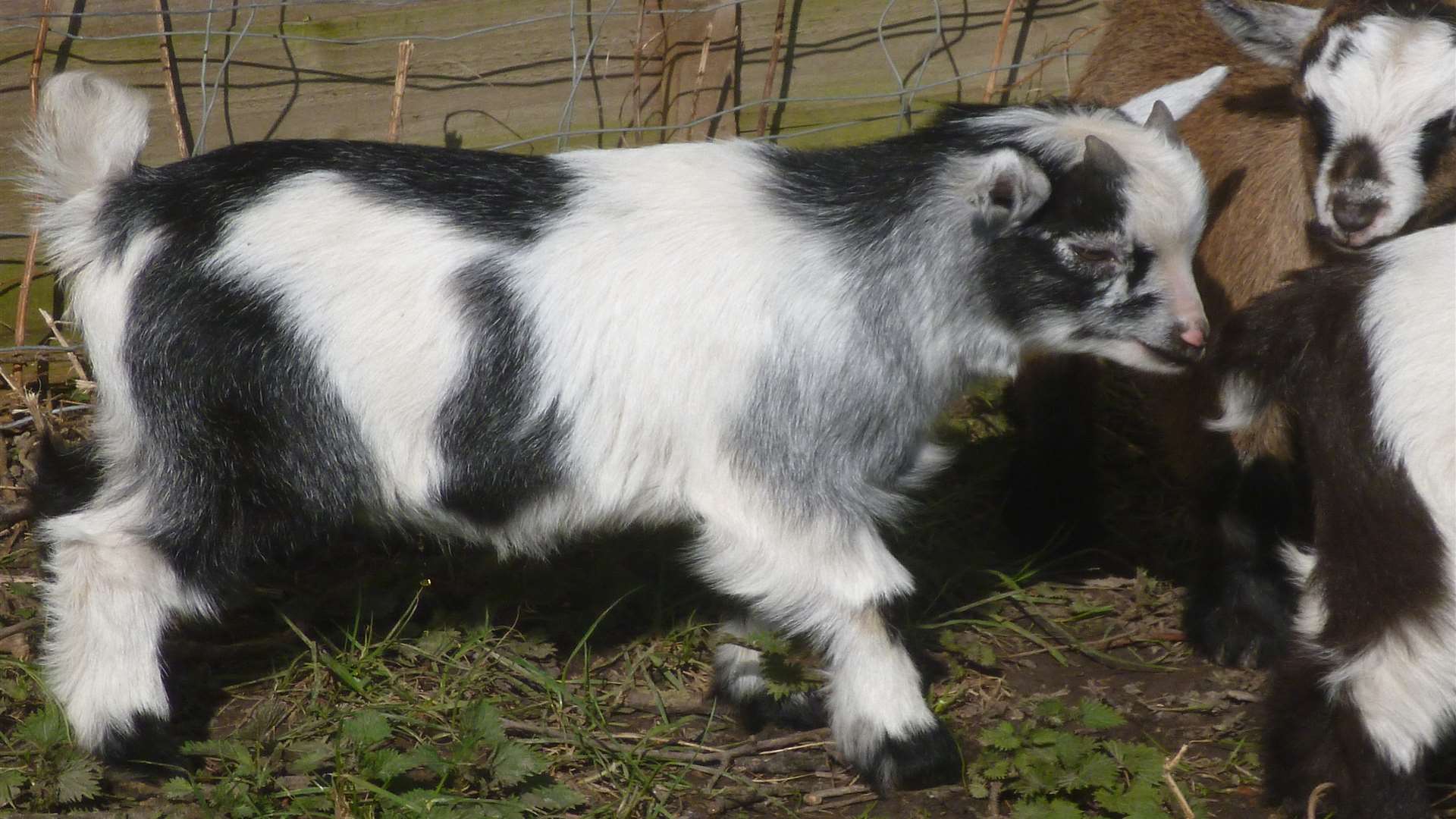 Police are searching for the missing pygmy goats
