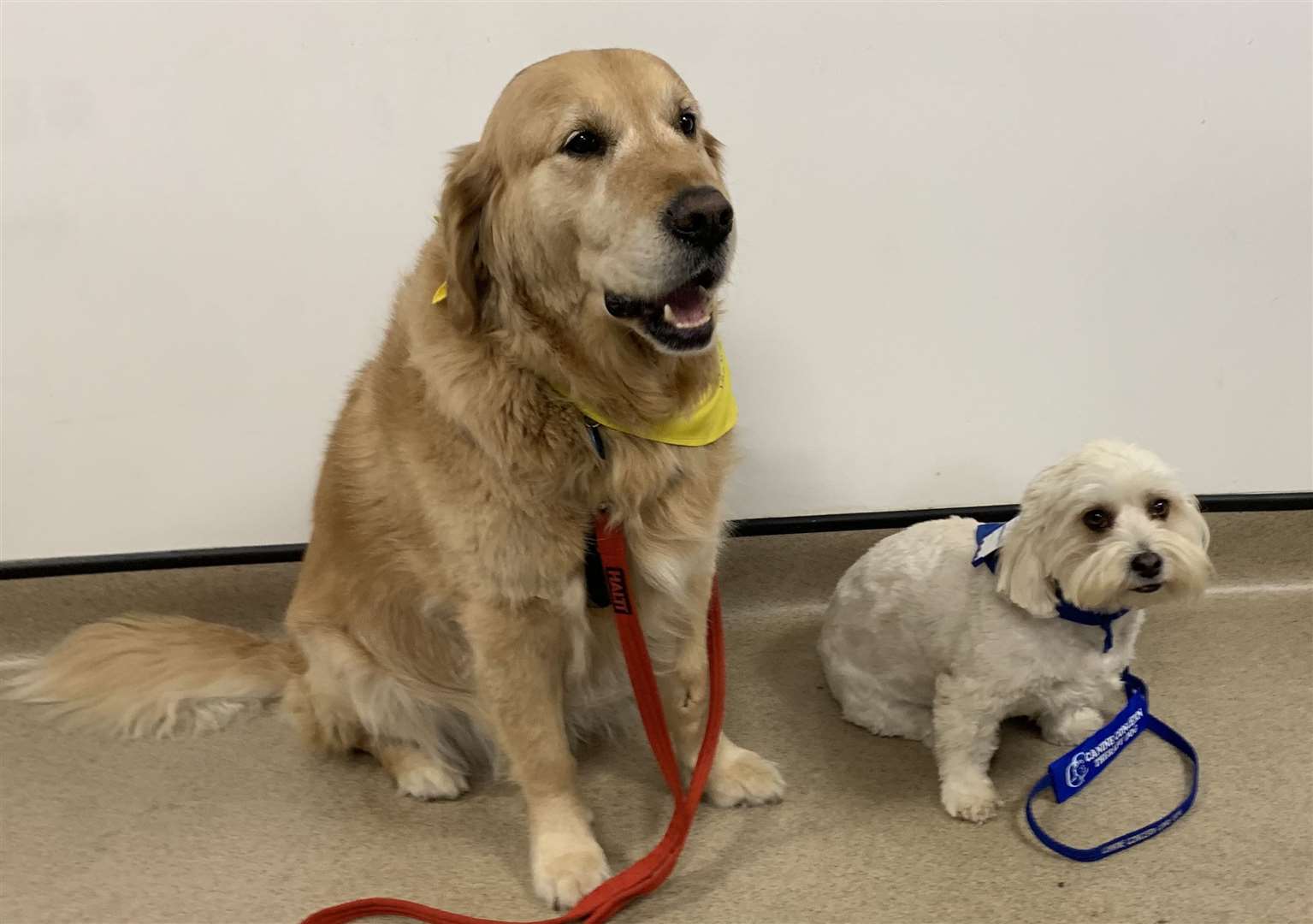 Therapy dogs Yazzy and Fred have returned to work after 18 months away