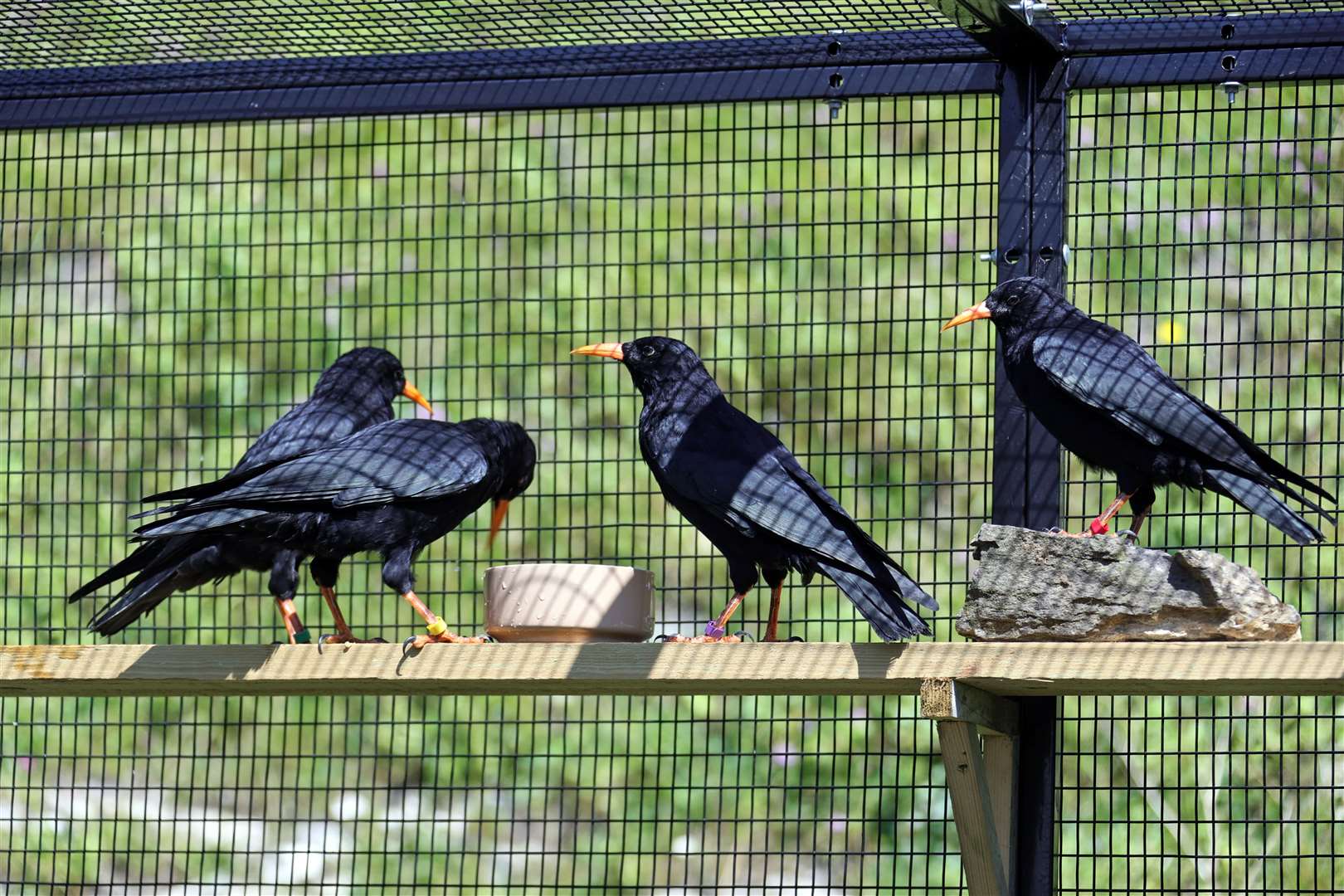 All four red-billed choughs in the aviary at Dover Castle Picture: Kent Wildlife Trust/English Heritage/Wildwood Trust