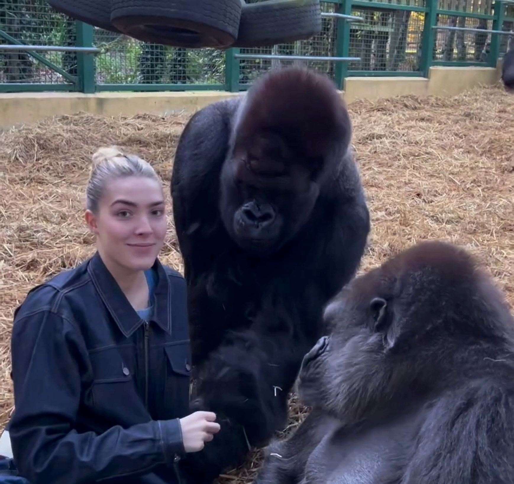 A touching moment between Freya Aspinall and the gorillas she has known all her life has been captured on camera. Picture: SWNS