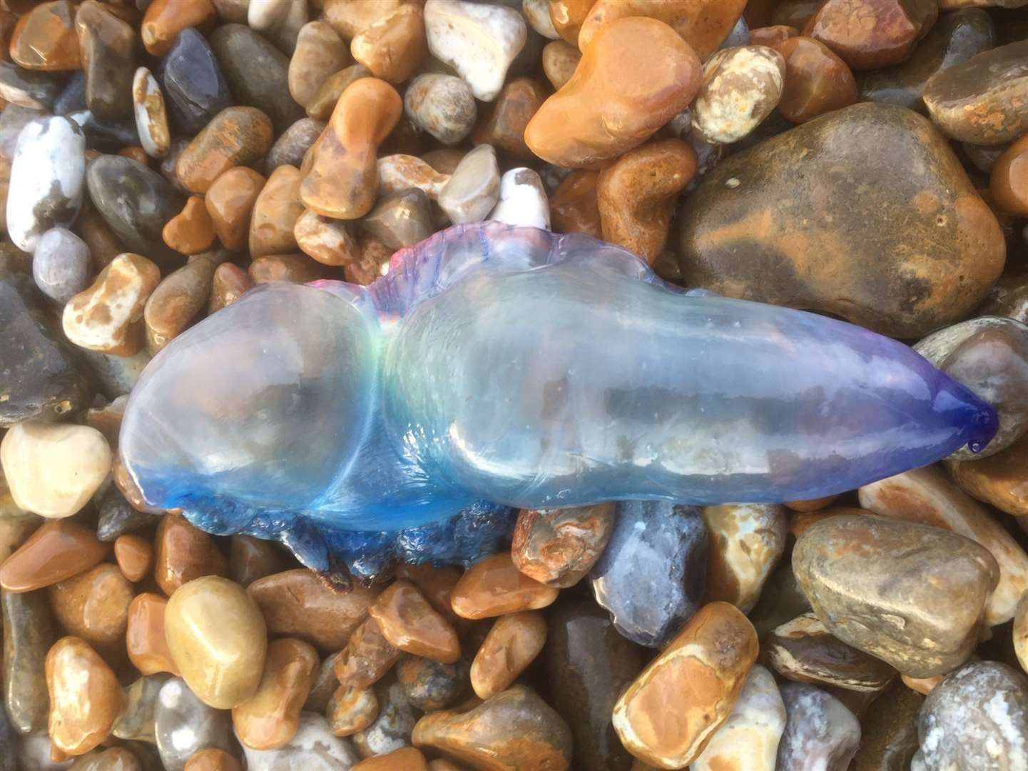 This Portugese Man of War was found on Dungeness beach this morning. Picture: David Gower