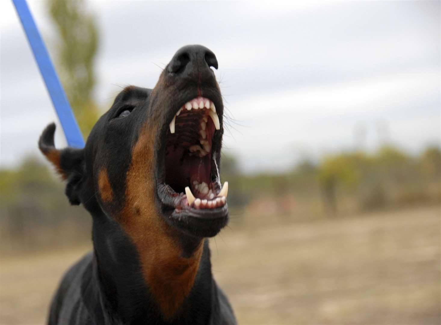 Make sure to check if your dog is showing any signs of violence. Picture: Getty Images / Thinkstock