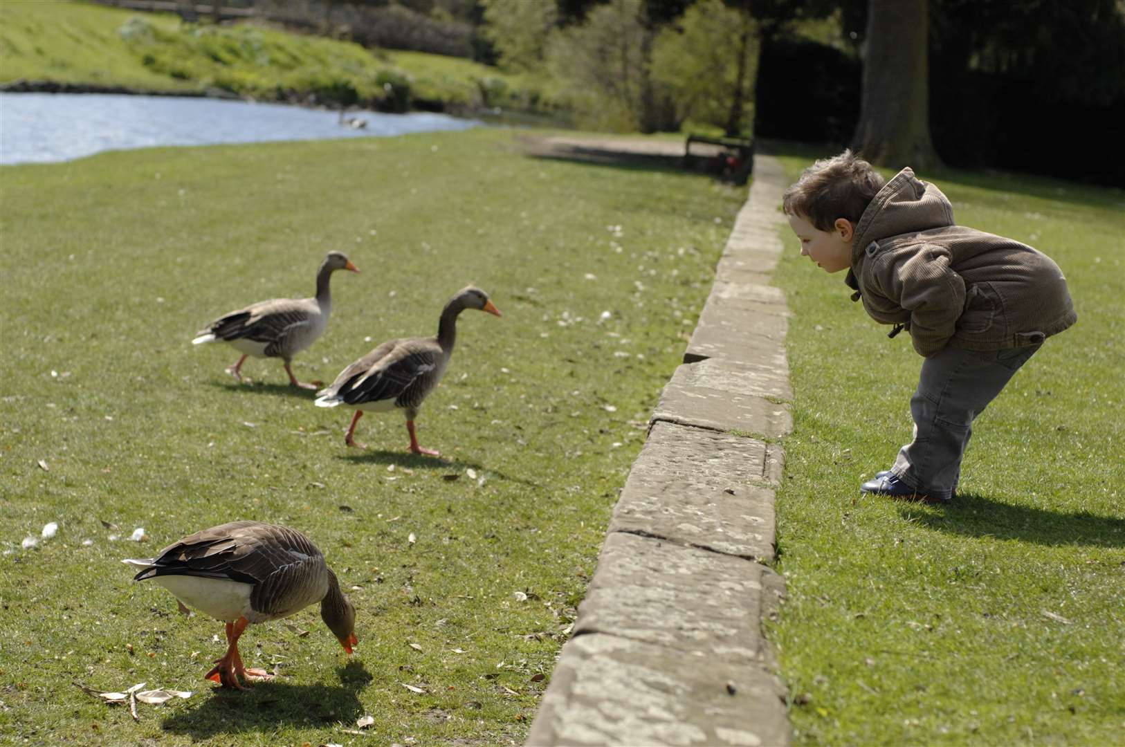 Geese have been a fixture of the Hall Place gardens for many years. Picture: David Antony Hunt